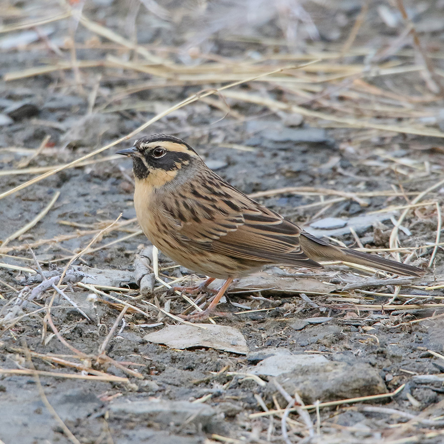 Birds of Gilgit-Baltistan - Black-throated Accentor