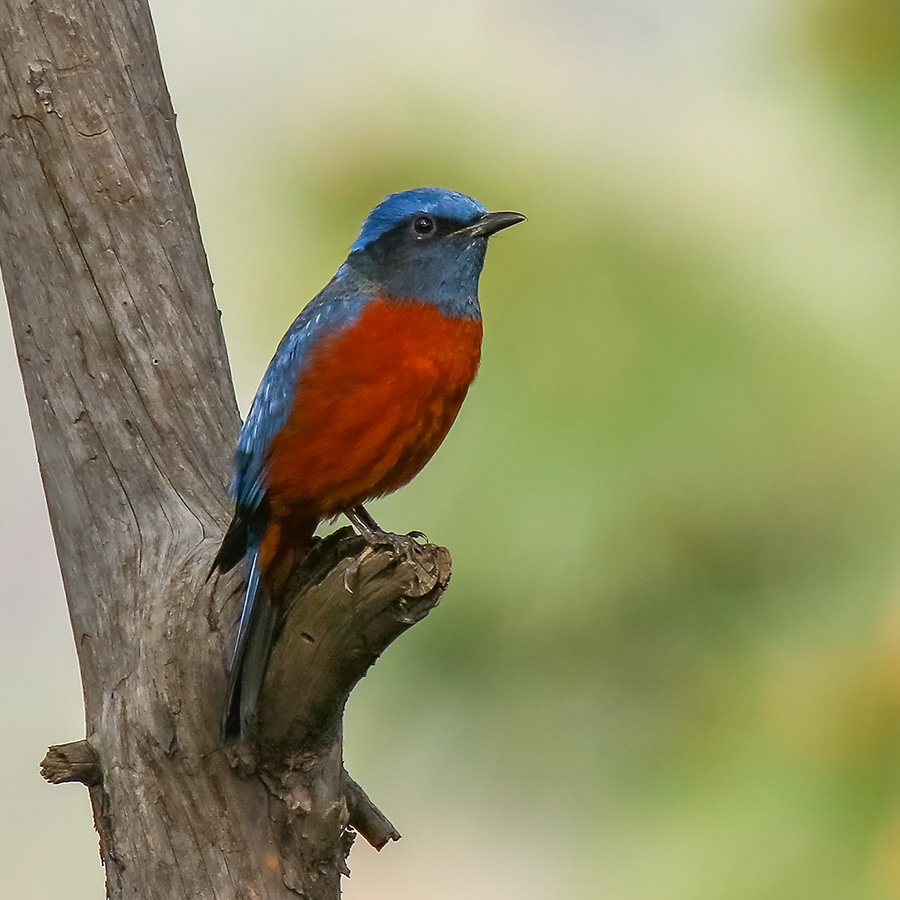 Birds of Gilgit-Baltistan - Chestnut-bellied Rock-Thrush