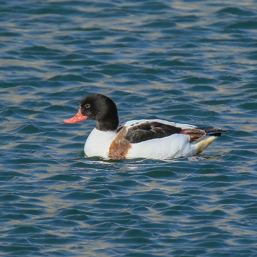 Birds of Gilgit-Baltistan - Common Shelduck