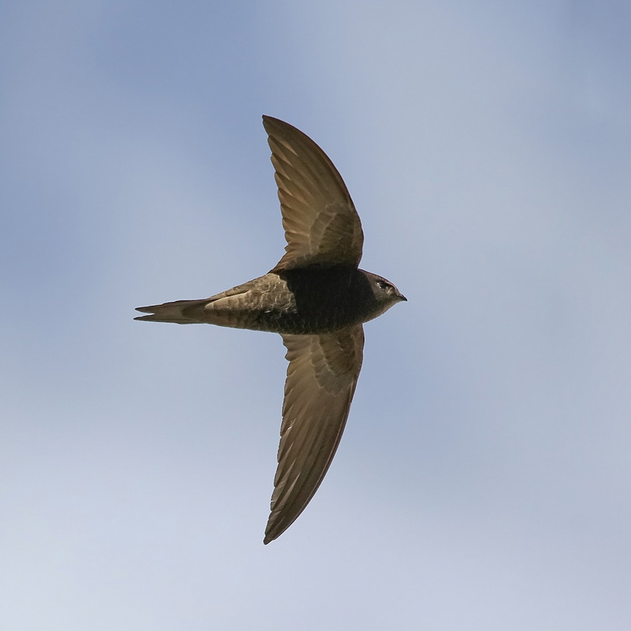 Birds of Gilgit-Baltistan - Common Swift