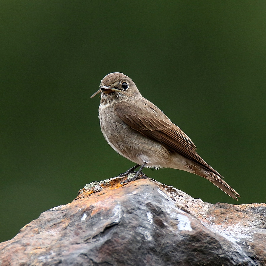 Birds of Gilgit-Baltistan - Dark-sided Flycatcher