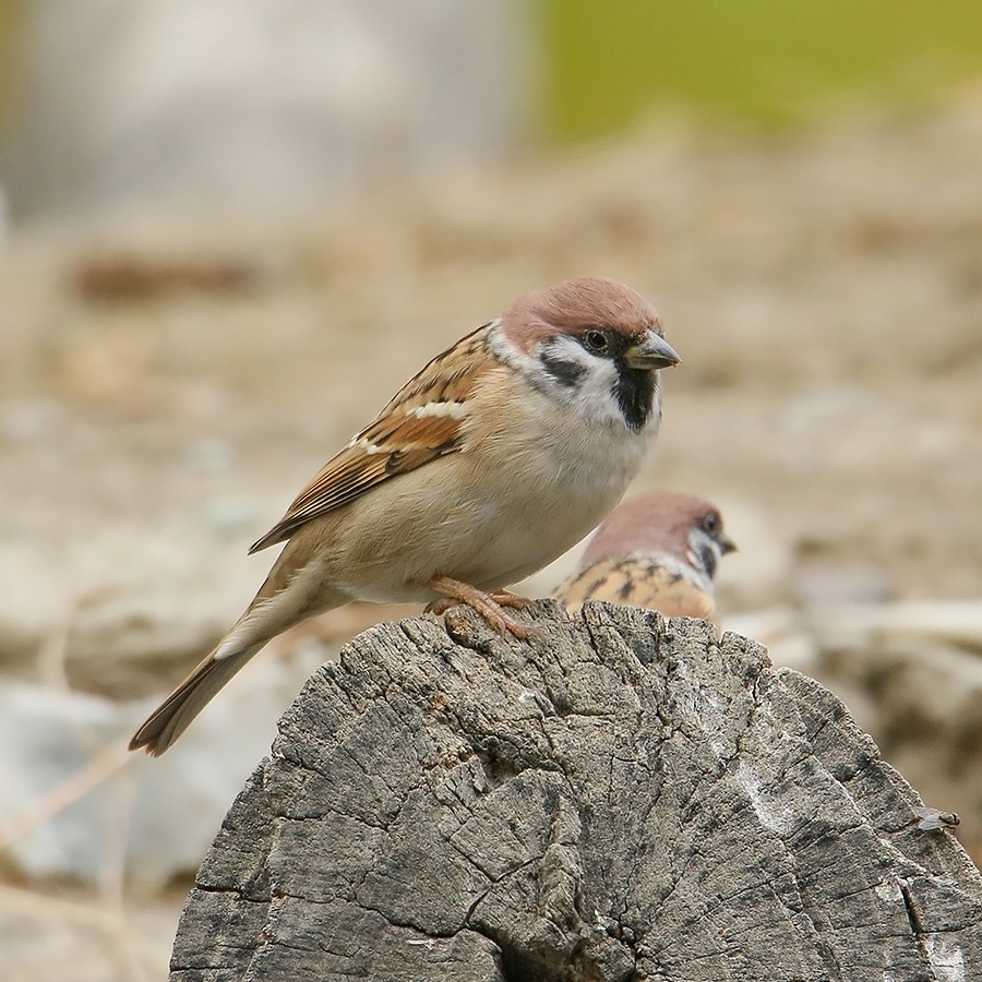 Birds of Gilgit-Baltistan - Eurasian Tree Sparrow