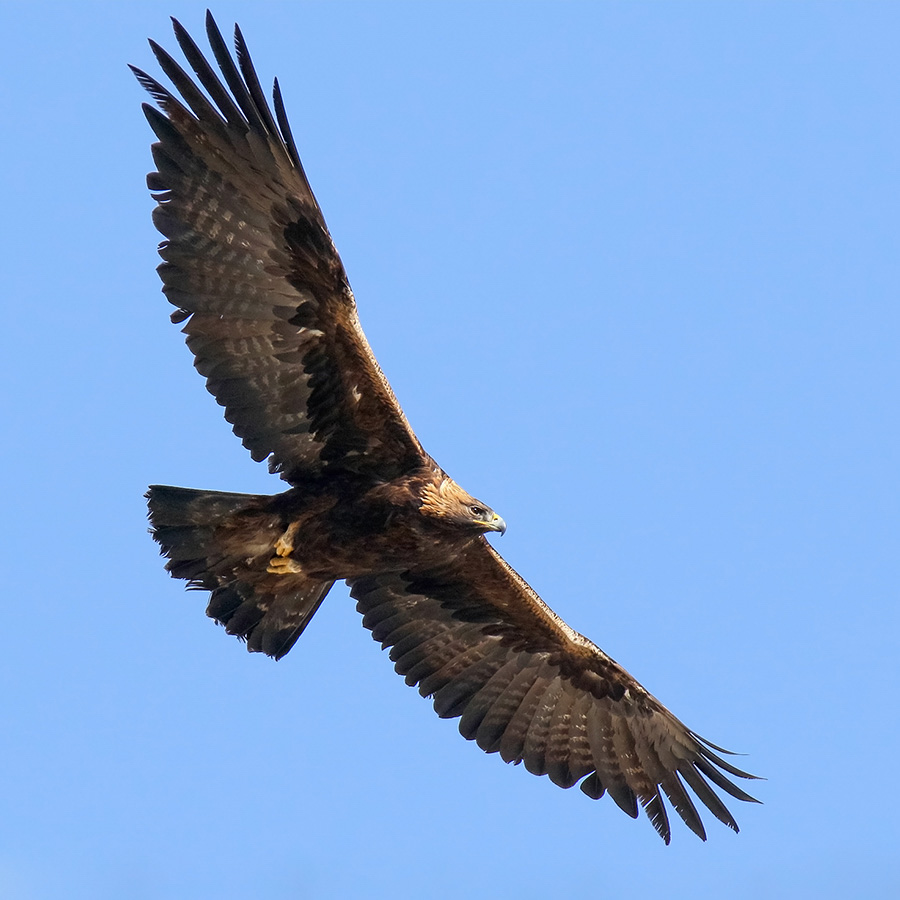 Birds of Gilgit-Baltistan - Golden Eagle