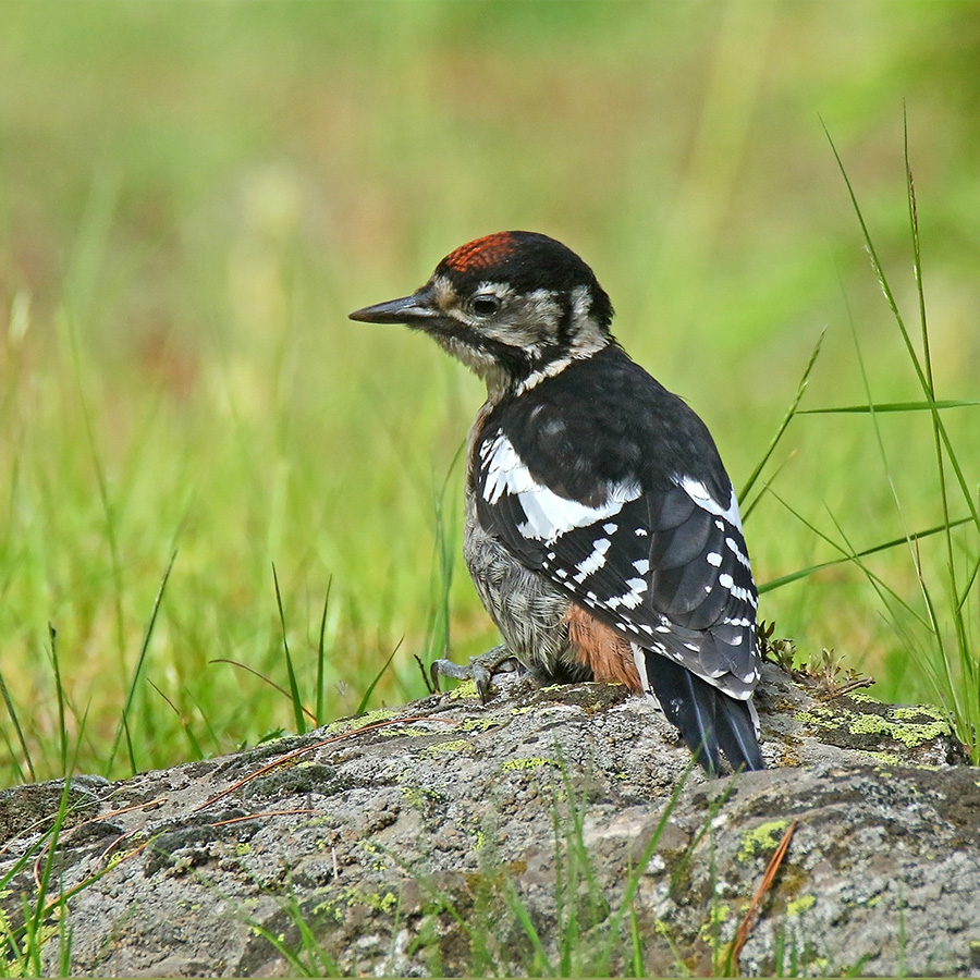 Birds of Gilgit-Baltistan - Himalayan Woodpecker