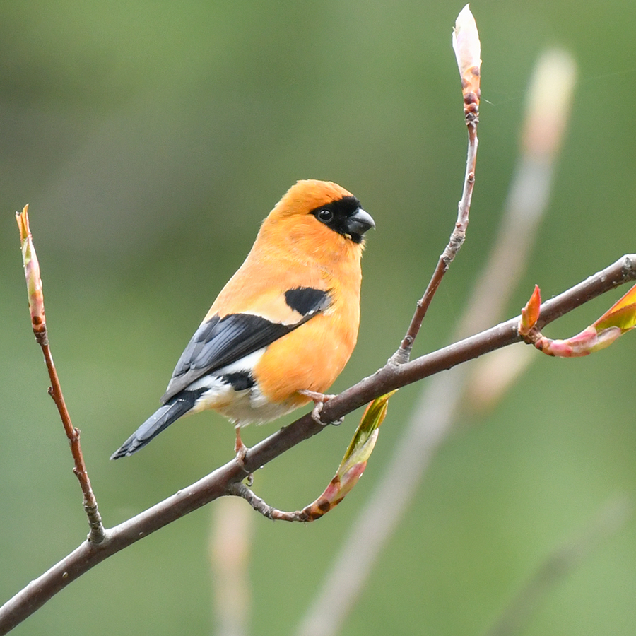 Birds of Gilgit-Baltistan - Orange Bullfinch